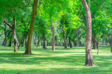Fototapeta na wymiar trees in the park with green grass and sunlight, fresh green nature background at out door in city for relax area good breath healthy. green environment garden ozone oxygen save world.