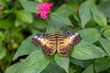 American Painted Lady butterfly (Vanessa virginiensis) on leaf. Natural green background with copy...