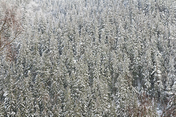 Winter landscape of fir forest on mountain in snow. Carpathian mountains