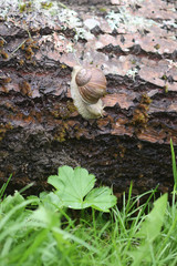 Little snail crawling on tree bark
