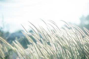 Poaceae grass flowers of winter meadow of Thailand.