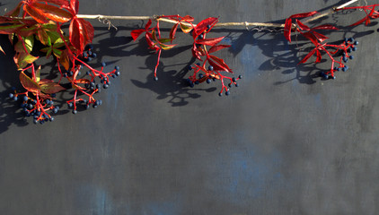 A branch of wild grapes on a black background for greeting cards