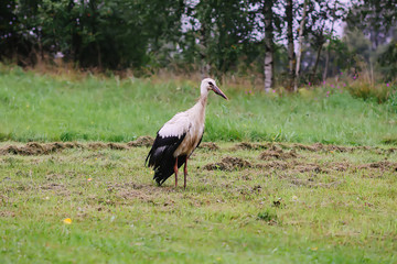 White European stork, Ciconia bird on green field in countryside