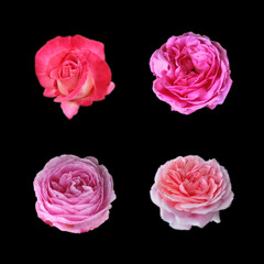 Collection of pink roses