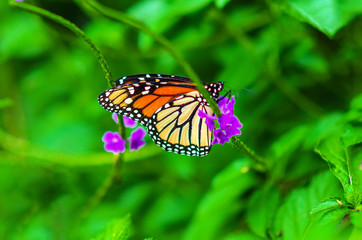 Fototapeta premium A Migrating Monarch Butterfly
