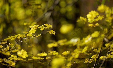 Feuillage arbre jaune automne
