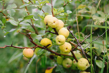 Cidonia or northern lemon plant yellow ripe fruits.
