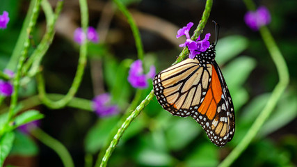 A Monarch Butterfly