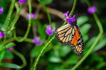butterfly on flower