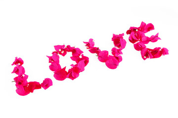 the word love of pink natural bougainvillea flowers for valentines day