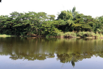 Fototapeta premium lake in forest