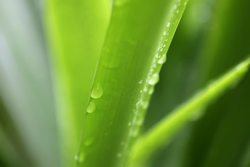 Fototapeta premium House plant green leaves in water drops