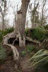 Twisted and gnarly tree roots