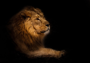 Plakat calmness. Calm and confident profile view. powerful male lion with a chic mane impressively lies.
