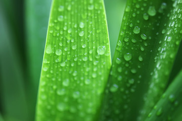 House plant green leaves in water drops