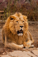 Tired, jaws ajar powerful body. powerful male lion with a chic mane impressively lies.