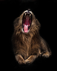 Lion with open mouth in the night. night darkness, isolated black background.