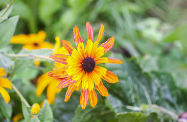 Rudbeckia flower. Black-Eyed Susan plant flowering at summer.