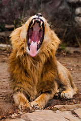 jaws ajar powerful body. powerful male lion with a chic mane impressively lies.