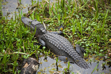 Fototapeta premium Alligator in the swamp