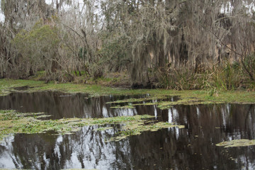 Swamp with cypress trees and knees