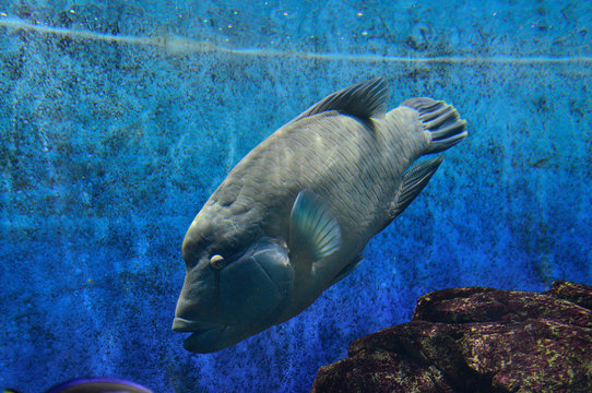 98 Best ナポレオンフィッシュ Images Stock Photos Vectors Adobe Stock