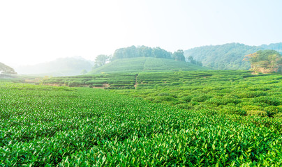 Fototapeta na wymiar Origin of Longjing tea in West Lake of Hangzhou..