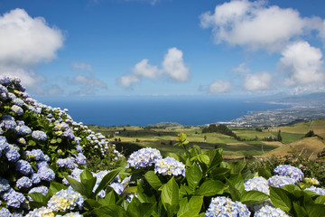 Beautiful landscape image of hydrangea, azores island, sao miguel