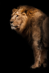 power and strength. powerful Asian lion male against the background of a dark cave, bamboo is lying...