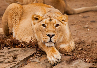 Fototapeta na wymiar the yellow lioness lies beautifully and looks at you