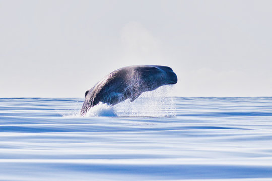 Jumping Sperm Whale