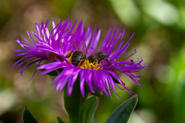 macro close-up of two bees gathering nectar on a purple Aizoaceae flower