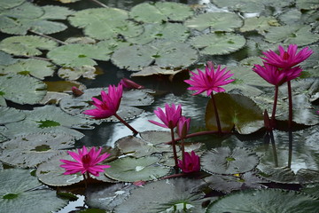 Beautiful pink lotus flowers with green leaves in pond