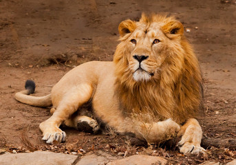 powerful male lion with a chic mane impressively lies.