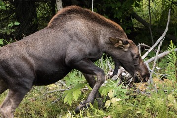 Junger Elch auf der Flucht vor einem Auto - Elche sind für Verkehrsteinehmer in den noredsischen Ländern durch die Gefahr des Zusammenstoßens sehr gefährlich, aber auch sonst sind sie sehr aggressiv