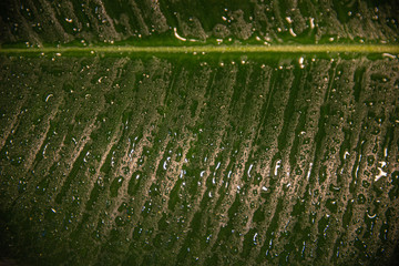 Wet with water drops Indian Ficus Elastica leaf in the tropical garden as a background and texture,...