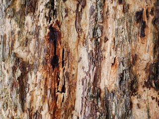 texture of bark of a tree