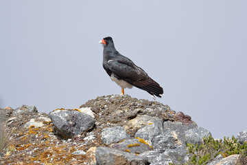 Detail of an Andean Caracara (Phalcoboenus megalopterus) perched on rocks in its natural environment