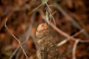 Cypress knees outdoors in a swamp