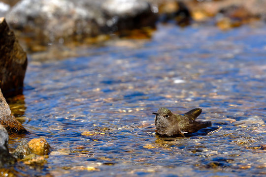 olivaceous Thornbill (Chalcostigma olivaceum) perched on the water taking a bath during the day.