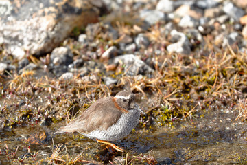 Diademed Sandpiper-Plover (Phegornis mitchellii) sighted in its natural environment at 4000 masl walking on a small stream.