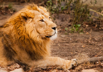 Calm and confident profile view. powerful male lion with a chic mane impressively lies.