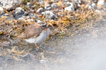 Diademed Sandpiper-Plover (Phegornis mitchellii) sighted in its natural environment at 4000 masl walking on a small stream.