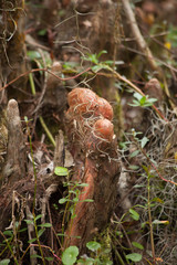 Cypress knees outdoors in a swamp