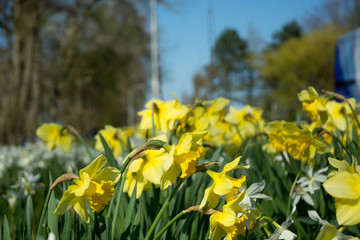 Fototapeta premium daffodils in the garden