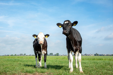 Two young cows standing in a pasture under a blue sky.