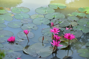 Beautiful pink lotus flowers with green leaves in pond
