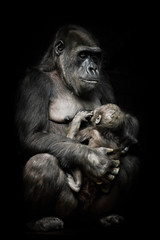 Naklejka premium Gorilla monkey mother nurses her little baby infant, cute scene. isolated black background.