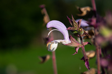 Sauge sclarée