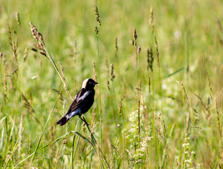 Male bobolink